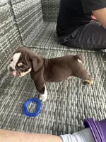 Hershey, a male English Bulldog for sale in Brooksville, FL – 7 of 8