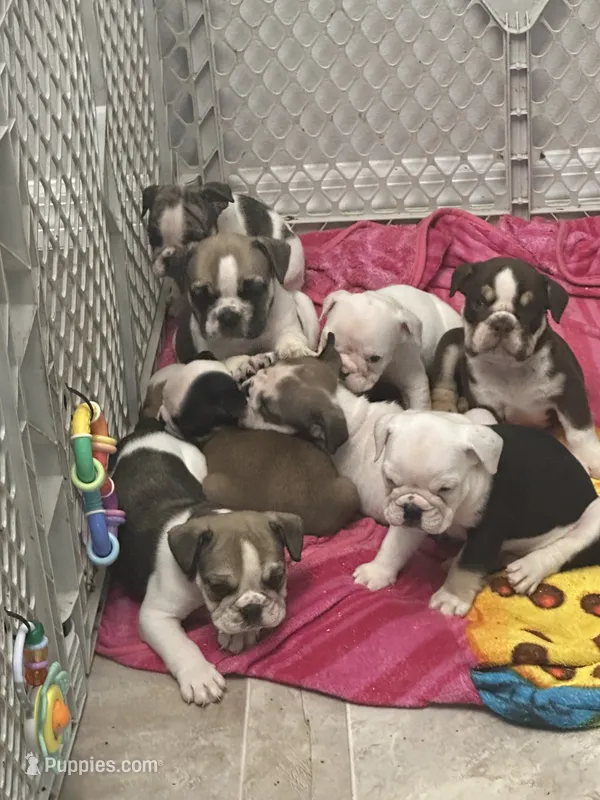 Lollie – English Bulldog puppy for sale in Brooksville, FL