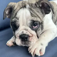 Lollie, a female English Bulldog for sale in Brooksville, FL – 9 of 10