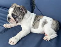 Lollie, a female English Bulldog for sale in Brooksville, FL – 3 of 10