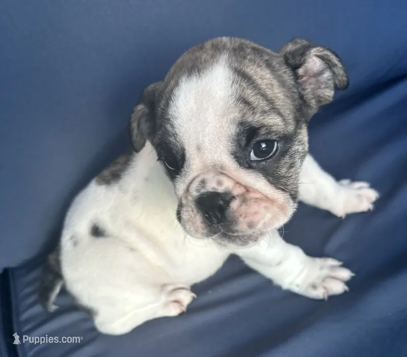 Lollie – English Bulldog puppy for sale in Brooksville, FL