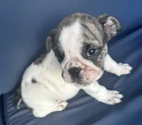 Lollie, a female English Bulldog for sale in Brooksville, FL – 3 of 10
