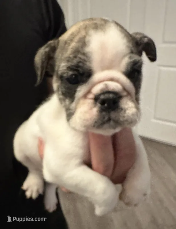 Lollie – English Bulldog puppy for sale in Brooksville, FL
