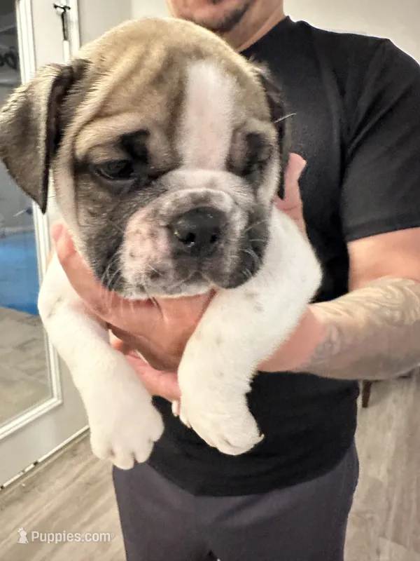 Ginger – English Bulldog puppy for sale in Brooksville, FL