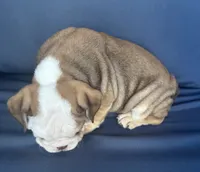 Latte, a female English Bulldog for sale in Brooksville, FL – 9 of 10