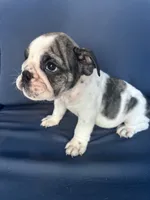 Lollie, a female English Bulldog for sale in Brooksville, FL – 6 of 10
