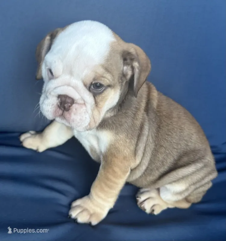 Latte – English Bulldog puppy for sale in Brooksville, FL