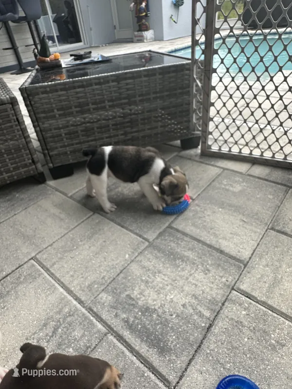 Layla – English Bulldog puppy for sale in Brooksville, FL