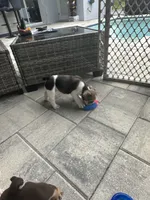 Layla, a female English Bulldog for sale in Brooksville, FL – 1 of 4