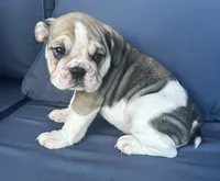 Layla, a female English Bulldog for sale in Brooksville, FL – 2 of 10