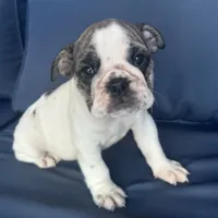 Lollie, a female English Bulldog for sale in Brooksville, FL – 1 of 10