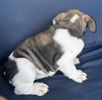 Layla, a female English Bulldog for sale in Brooksville, FL – 8 of 10