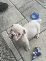 Pearl, a female English Bulldog for sale in Brooksville, FL – 4 of 4