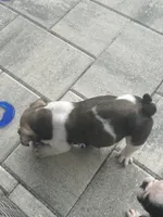 Ginger, a female English Bulldog for sale in Brooksville, FL – 3 of 5