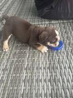 Hershey, a male English Bulldog for sale in Brooksville, FL – 6 of 8