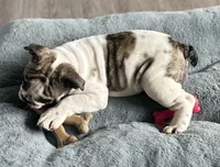 Lollie, a female English Bulldog for sale in Brooksville, FL – 10 of 10