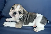 Layla, a female English Bulldog for sale in Brooksville, FL – 3 of 10