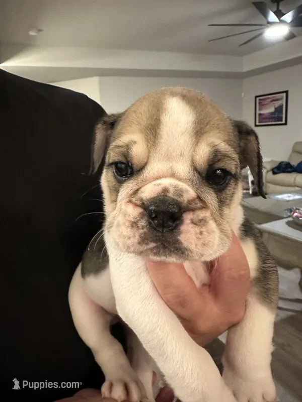 Layla – English Bulldog puppy for sale in Brooksville, FL