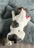Lollie, a female English Bulldog for sale in Brooksville, FL – 7 of 10