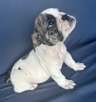 Lollie, a female English Bulldog for sale in Brooksville, FL – 2 of 10