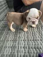 Latte, a female English Bulldog for sale in Brooksville, FL – 2 of 2