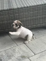 Priscilla, a female English Bulldog for sale in Brooksville, FL – 3 of 3