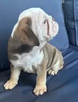 Latte, a female English Bulldog for sale in Brooksville, FL – 3 of 10