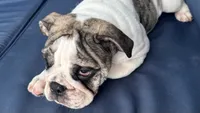 Lollie, a female English Bulldog for sale in Brooksville, FL – 4 of 10