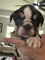 Hershey, a male English Bulldog for sale in Brooksville, FL – 5 of 8