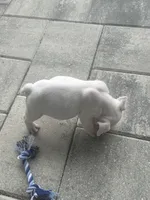 Pearl, a female English Bulldog for sale in Brooksville, FL – 3 of 4