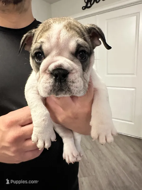 Priscilla – English Bulldog puppy for sale in Brooksville, FL