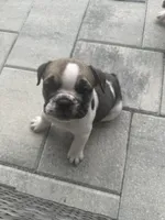 Ginger, a female English Bulldog for sale in Brooksville, FL – 2 of 5