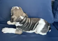 Layla, a female English Bulldog for sale in Brooksville, FL – 5 of 10