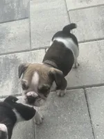 Layla, a female English Bulldog for sale in Brooksville, FL – 2 of 4