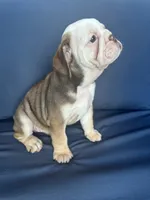 Latte, a female English Bulldog for sale in Brooksville, FL – 5 of 10