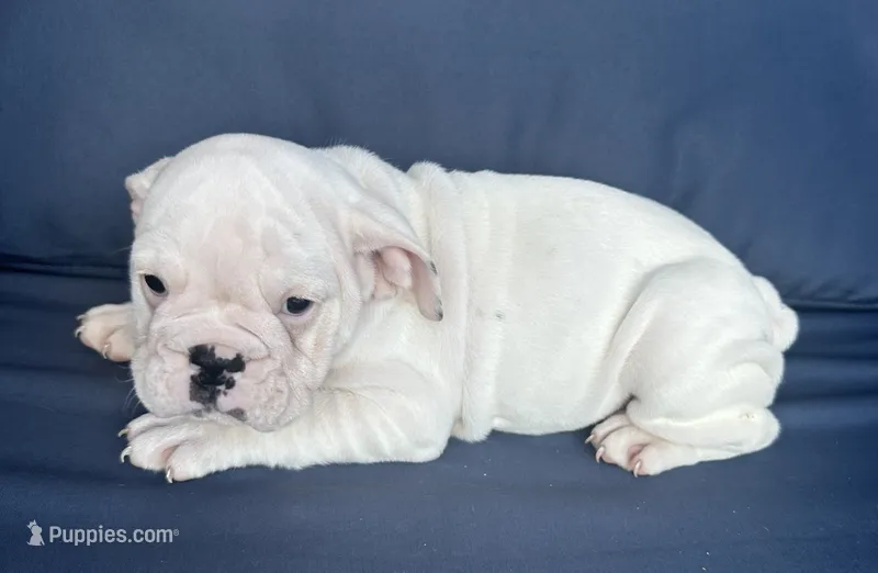 Pearl – English Bulldog puppy for sale in Brooksville, FL