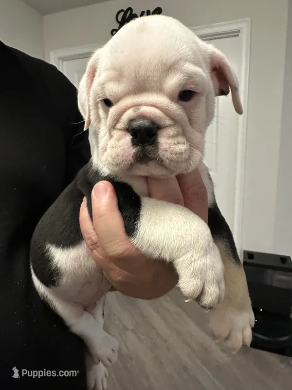 Elvis – English Bulldog puppy for sale in Brooksville, FL