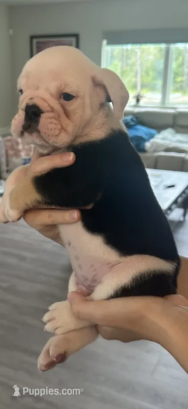 Elvis – English Bulldog puppy for sale in Brooksville, FL