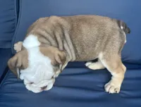 Latte, a female English Bulldog for sale in Brooksville, FL – 2 of 10