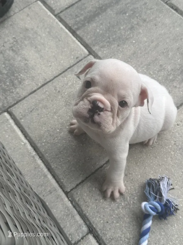 Pearl – English Bulldog puppy for sale in Brooksville, FL