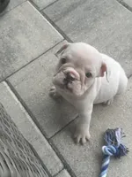 Pearl, a female English Bulldog for sale in Brooksville, FL – 2 of 4