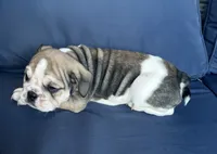 Layla, a female English Bulldog for sale in Brooksville, FL – 6 of 10