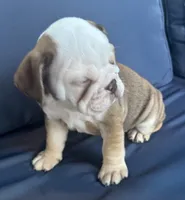 Latte, a female English Bulldog for sale in Brooksville, FL – 10 of 10
