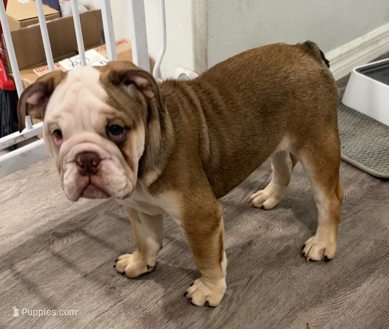 Latte – English Bulldog puppy for sale in Brooksville, FL
