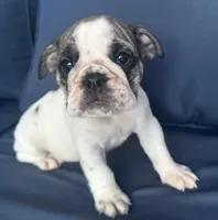 Lollie, a female English Bulldog for sale in Brooksville, FL – 7 of 10