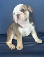 Latte, a female English Bulldog for sale in Brooksville, FL – 6 of 10
