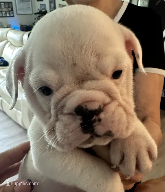 Pearl – English Bulldog puppy for sale in Brooksville, FL