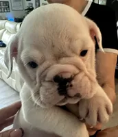 Pearl, a female English Bulldog for sale in Brooksville, FL – 1 of 4