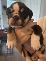 Hershey, a male English Bulldog for sale in Brooksville, FL – 3 of 8