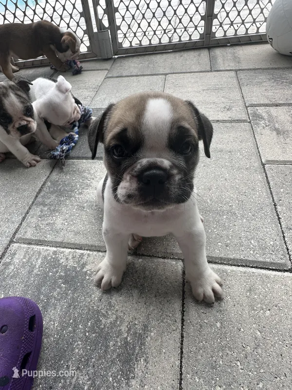 Ginger – English Bulldog puppy for sale in Brooksville, FL